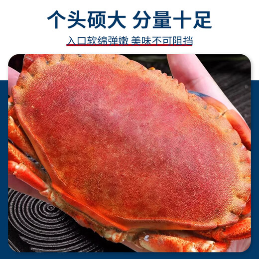 Guoxun Super Large Cooked Frozen Bread Crab Yellow Dao Crab Total Net Weight 1.6 Jin Jin equals 0.5 kg - 2.4 Jin Jin equals 0.5 kg 2 pack deep sea caught large crab full of yellow King crab imported from the UK