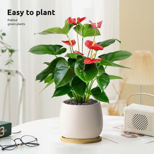 Aiyoushang anthurium potted flower plant indoor radiation protection air purification flower desktop small plant source straight hair