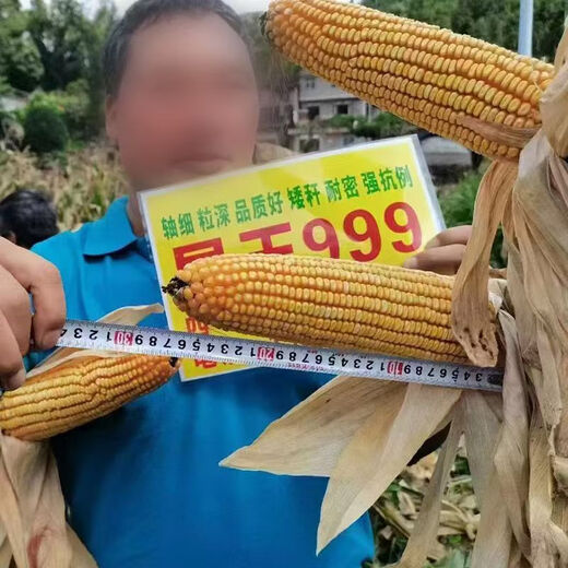 Манюань Тяньнун Сяньюй 999 низкостебельные высокоурожайные гибридные семена кукурузы Юньнань-Гуйчжоу-Сычуань красный и белый вал с большой палкой устойчивые к болезням и насекомым семена кукурузы устойчивые к болезням и устойчивые к насекомым Сяньюй 999 10 мешков оригинальные подлинные новые виды 2Цзиньцзинь, равный 0,5 кг / мешок