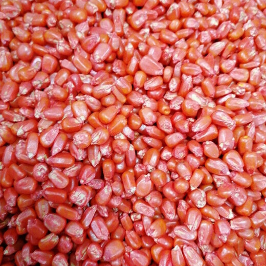 Zhengda 999 corn seeds, short stems, extra large sticks, red shafts, disease-resistant, drought-resistant and lodging-resistant corn seeds, nationally approved corn seeds. The loose name is one Jin Jin equal to 0.5 kilograms.