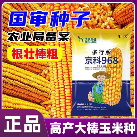 Zhuanghan National Approval Upgraded Corn Seed Big Stick High Yield Resistance to Lodging, Drought and Disease Resistance High Germination Rate Grain Pressing Scale Academy of Agricultural Sciences Baogu National Approval Damaya 3950 grains High Yield Grain Pressing Scale
