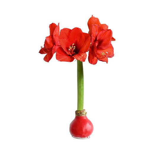 Destined Red 1 Amaryllis seed bulb imported from Peru
