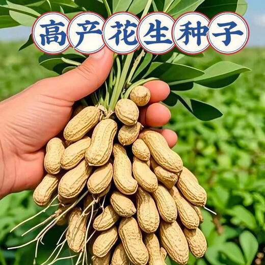 Peanut seeds super high yield and high yield No. 1 Academy of Agricultural Sciences early maturing disease-resistant and drought-resistant original seed thin shell large grain dwarf stalk Fenghua No. 1 original thin shell large grain good taste 3Jin Jin equal to 0.5 kg + planting guidance