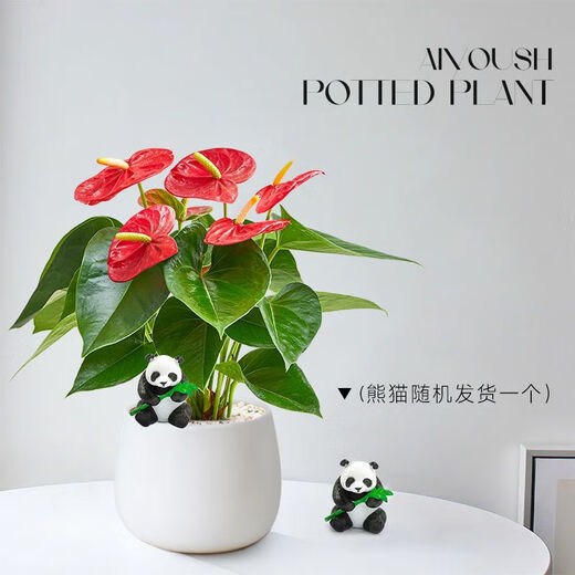Aiyoushang anthurium potted flower plant indoor radiation protection air purification flower desktop small plant source straight hair
