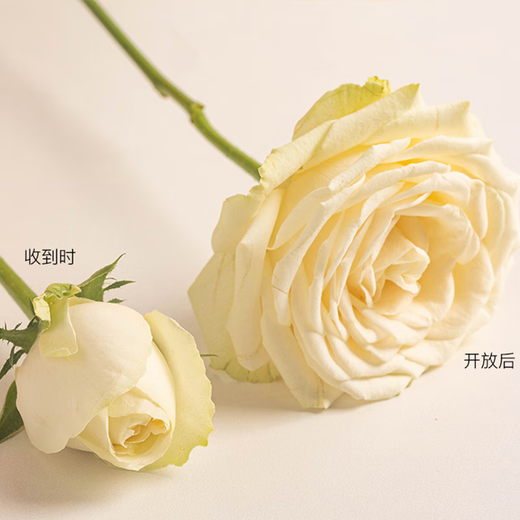 Rose Mixed Package Classic Red Rose Mixed Flowers Small Bouquet Surprise Blind Box Flowers Yunnan Base Straight Hair 10 Random Roses + 5 Red Beans + 10 Random Grass Flowers