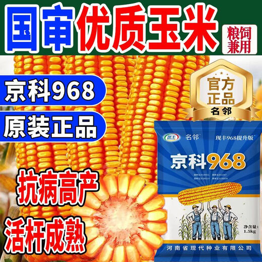 Rose Jingke 968 corn seeds, high yield, double sticks, low stems, lodging resistance, disease resistance, drought resistance and waterlogging resistance, genuine national approved white shaft, new species promotion, genuine 6Jin Jin equal to 0.5kg, can be planted on 2.2 acres of land + nutritional coating