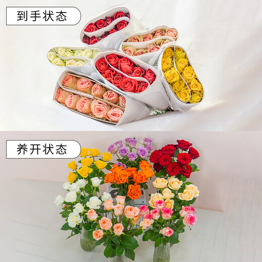 Roses Yunnan flowers wholesale real flowers household flowers vase water to grow holiday gifts rose flowers Aisha rose 18+2 stems loss prevention