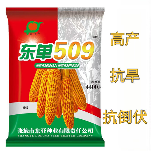 Spot new species Dongdan 509 double national-approved twin short-stem extra-large cob high-yielding corn seed purple stem purple root lodging resistance Big Mac Dongdan 509 whole bag 3.2 Jin Jin equals 0.5 kg per acre red axis long grain lodging resistance drought and pest resistance high temperature