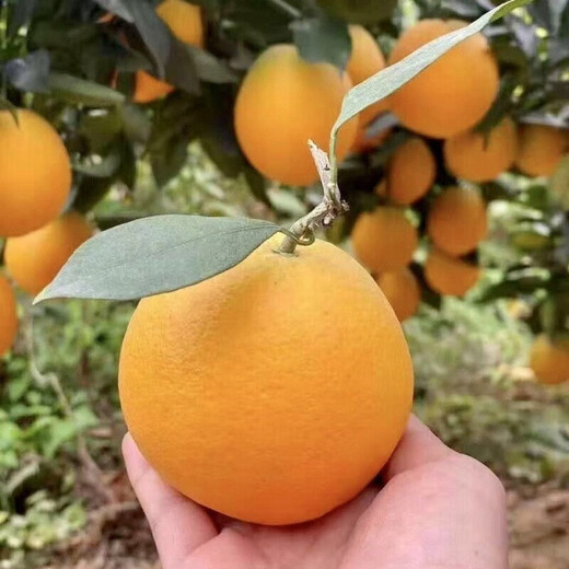 赣南脐橙江西赣州橙子新鲜水果整箱孕妇手剥橙年货节送礼团购彩箱 10斤彩箱礼箱（特级单果230g+）送开橙器