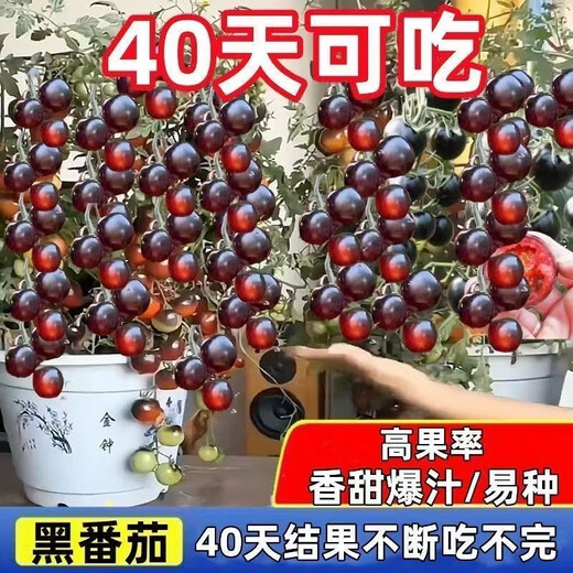 Sugar water black pearl black tomato seeds black persimmon small tomato seeds cherry tomatoes balcony potted fruit and vegetable seeds black gem tomato seeds 50 pieces trial type