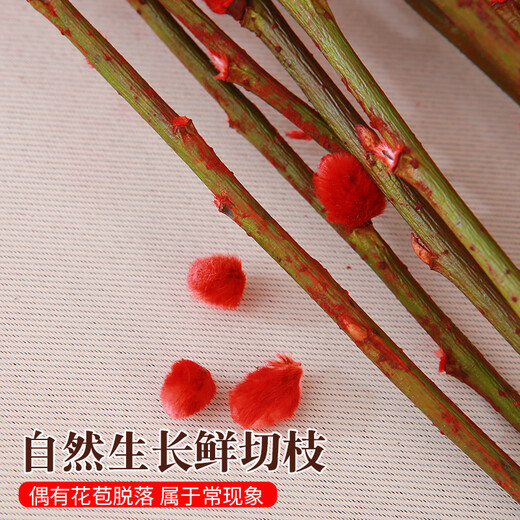 Fresh branches of blue longan and silver willow, New Year's Eve festive flowers, can be grown in water or dried, colorful and lucky 45CM 30 branches straight from the source