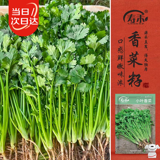 Shouhe coriander seed seedlings small leaf four-season potted vegetable seeds Weifeng small leaf coriander seed 15g about 2900 grains