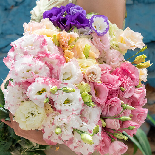 Lisianthus flowers Yunnan straight hair home water-raised bouquet classic matching flower arrangement Chinese Valentine's Day gift fresh cut flowers random color Lisianthus 20-25 buds