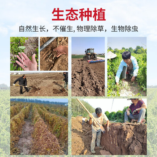 Zhang Baoshan, Jiaozuo, Henan, cultivates yam with iron rods in loam soil and ancient methods. Carefully selected 5 Jin Jin is equal to 0.5 kg. Net weight. Straight from the source.