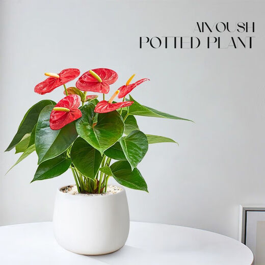 Aiyoushang anthurium potted flower plant indoor radiation protection air purification flower desktop small plant source straight hair