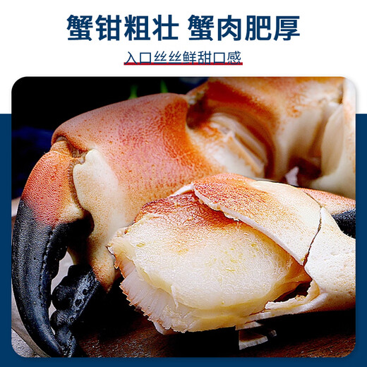 Guoxun Super Large Cooked Frozen Bread Crab Yellow Dao Crab Total Net Weight 1.6 Jin Jin equals 0.5 kg - 2.4 Jin Jin equals 0.5 kg 2 pack deep sea caught large crab full of yellow King crab imported from the UK