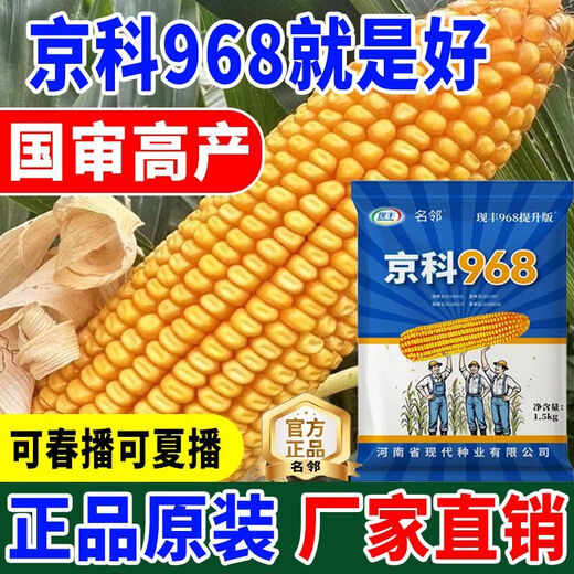 Rose Jingke 968 corn seeds, high yield, double sticks, low stems, lodging resistance, disease resistance, drought resistance and waterlogging resistance, genuine national approved white shaft, new species promotion, genuine 6Jin Jin equal to 0.5kg, can be planted on 2.2 acres of land + nutritional coating