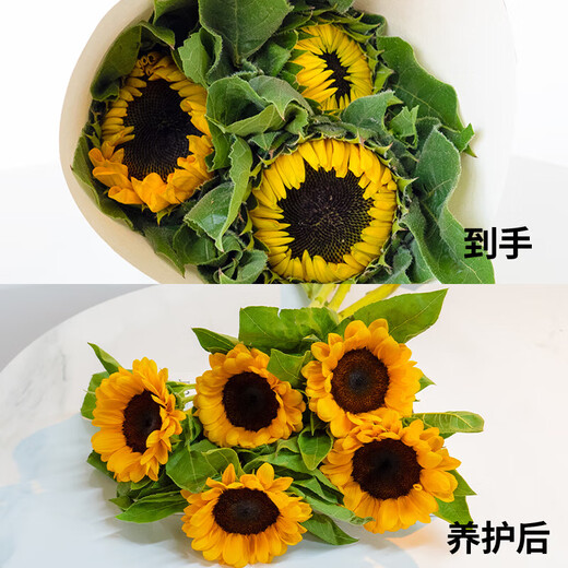 Sunflower Birthday Gift Fresh Cut Flowers Yunnan Base Direct Delivery Fresh Sunflower Flowers Graduation Bouquet 3 Sunflowers Medium Large Flower Medium Large Flower Sunflower