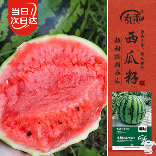 Shouhe watermelon seeds melon seeds early maturing extra large unicorn super sweet thin skin rock sugar 8424 watermelon seeds 120 capsules