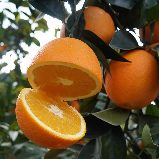 Naranjas Navel Gannan, huerto propio, auténticas naranjas Navel Jiangxi Gannan con hojas, recién recolectadas, directamente de origen SF, ricas en aroma a naranja, peso (10) Jin Jin igual a 0,5 kg, fruta con hojas de 70-79 mm de calidad media alta