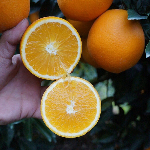 Naranjas Navel Gannan, huerto propio, auténticas naranjas Navel Jiangxi Gannan con hojas, recién recolectadas, directamente de origen SF, ricas en aroma a naranja, peso (10) Jin Jin igual a 0,5 kg, fruta con hojas de 70-79 mm de calidad media alta