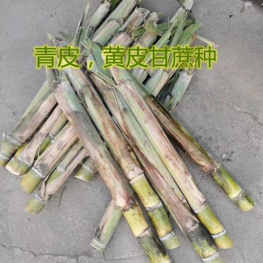 Guangxi's golden sugarcane can be planted in trays in all seasons and is easy to grow. Yellow-skinned and green-skinned sugarcane seedlings are sweet and crispy. 10 golden sugarcane seedlings are 20. 10 golden sugarcane seedlings are 3-5 buds/root. Free planting method.