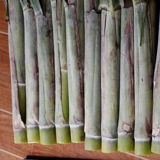 Guangxi's golden sugarcane can be planted in trays in all seasons and is easy to grow. Yellow-skinned and green-skinned sugarcane seedlings are sweet and crispy. 10 golden sugarcane seedlings are 20. 10 golden sugarcane seedlings are 3-5 buds/root. Free planting method.