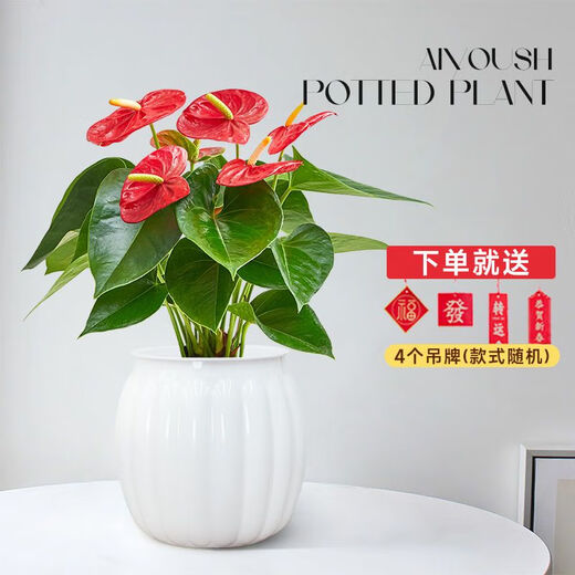 Aiyoushang anthurium potted flower plant indoor radiation protection air purification flower desktop small plant source straight hair