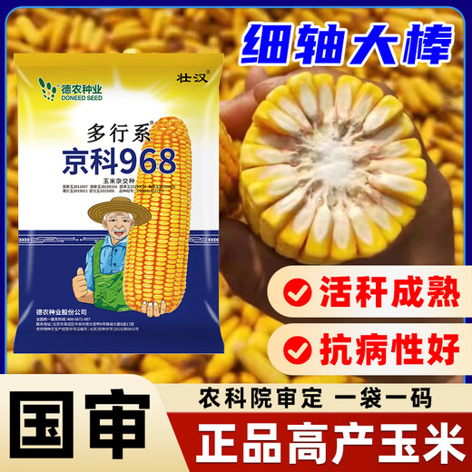 Zhuanghan National Approval Upgraded Corn Seed Big Stick High Yield Resistance to Lodging, Drought and Disease Resistance High Germination Rate Grain Pressing Scale Academy of Agricultural Sciences Baogu National Approval Damaya 3950 grains High Yield Grain Pressing Scale