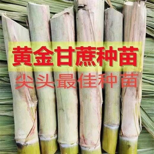Guangxi's golden sugarcane can be planted in trays in all seasons and is easy to grow. Yellow-skinned and green-skinned sugarcane seedlings are sweet and crispy. 10 golden sugarcane seedlings are 20. 10 golden sugarcane seedlings are 3-5 buds/root. Free planting method.