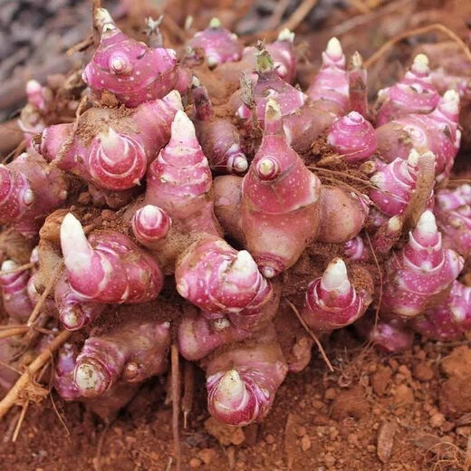 Yunnan farm Tianshan snow lotus planting seedlings yellow mud sand high yield red heart bulbs fresh yellow heart planting seeds 10Jin Jin is equal to 0.5kg large fruit variety seeds