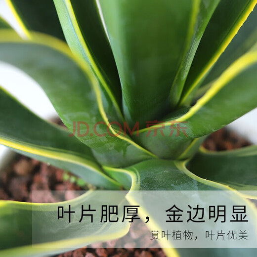 达泽侠龙舌兰盆栽室内大株多肉植物大颗老桩巨型稀有品种花卉树苗好养活 龙舌兰-多肉[原袋盆]