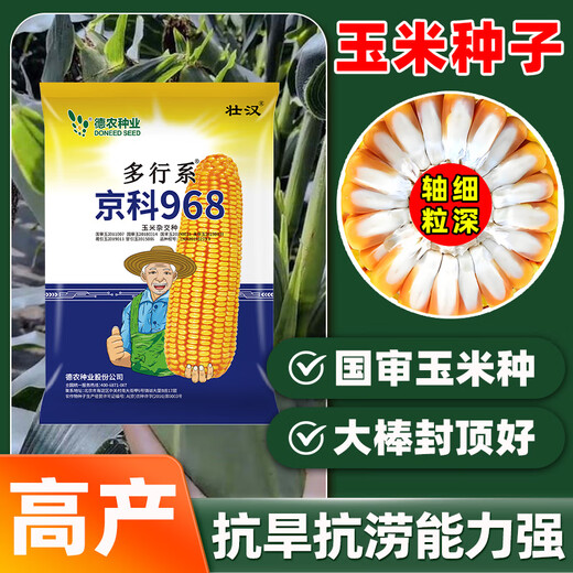 Zhuanghan National Approval Upgraded Corn Seed Big Stick High Yield Resistance to Lodging, Drought and Disease Resistance High Germination Rate Grain Pressing Scale Academy of Agricultural Sciences Baogu National Approval Damaya 3950 grains High Yield Grain Pressing Scale