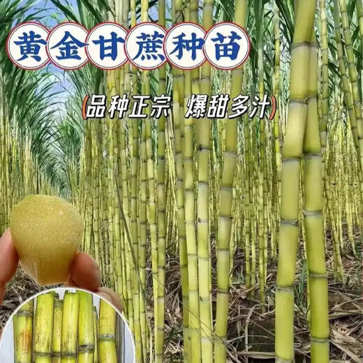 Yellow-skinned golden fruit sugarcane seedlings, four-season green-skinned farmhouse high-yielding Guangxi golden crispy, thin-skinned, sweet sugarcane with buds, 20 yellow-skinned seed sections (one bud per section)