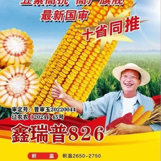 Настоящие семена кукурузы Xinruipu 826, фиолетовые стебли, большие палочки, золотые зерна, зерна из конских зубов, золотые зерна, живые стебли, зрелый и стабильный урожай. Xinruipu 826 4400 зерен