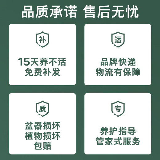 Jingdong Flowers Phalaenopsis Potted Fairy Pink 6 Foils with Buds Green Plants Flowers Living Room Decoration Send Straight Hair to Elders from the Source