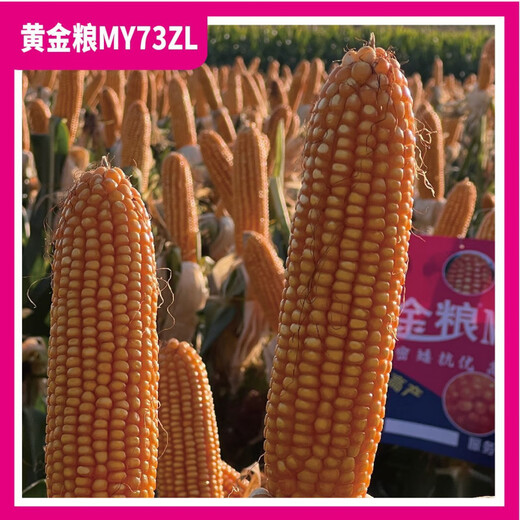 黄金粮MY73ZL【转基因版】抗虫抗草甘膦抗锈稳产玉米种子抗病种籽 【5273粒/袋】5袋装