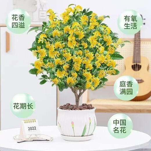 Osmanthus potted saplings, indoor living room, four-season osmanthus blooming plants, balcony courtyard flowers and green plants, easy to feed, special large pot, four-season osmanthus + blue ceramic pot to attract wealth and treasures