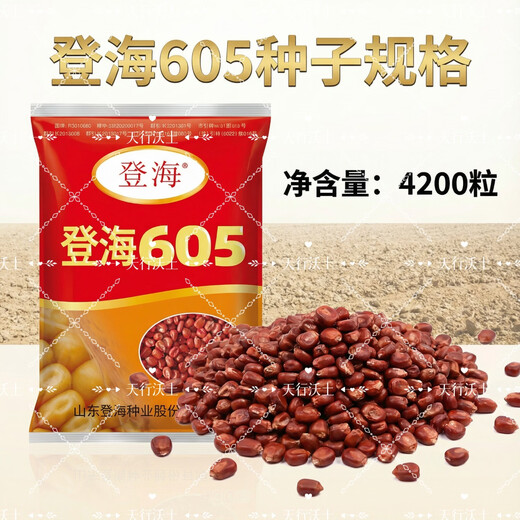 Denghai National Approval Denghai 605 Corn Seeds Dwarf Drought Resistance Big Sticks Lodging Resistance High Yield Original Corn Seeds Denghai 605 Authentic Denghai 605 Corn Seeds 4200 Original Bags