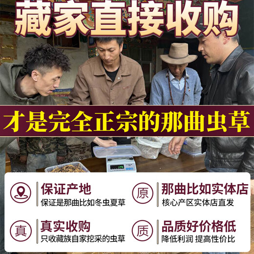 东仔【西藏那曲】野生冬虫夏草高海拔野生虫草断草滋补品礼盒送长辈 【西藏那曲野生】大号断草-全家滋补 20克（礼盒装）