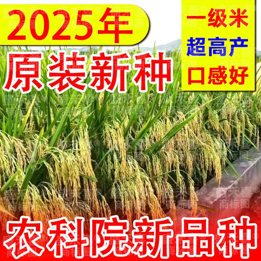 2025 newly approved strong-flavor silk seedlings rice seeds, ultra-high yield, lodging resistance, high temperature resistance, rice koji original, recommended by big users, Yufeng silk seedlings, safe planting/guaranteed after-sales, high-quality fragrant rice, ten Jin Jin is equal to 0.5 kg + seed dressing agent, affordable package, selected by big users
