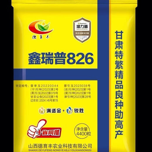 Настоящие семена кукурузы Xinruipu 826, фиолетовые стебли, большие палочки, золотые зерна, зерна из конских зубов, золотые зерна, живые стебли, зрелый и стабильный урожай. Xinruipu 826 4400 зерен