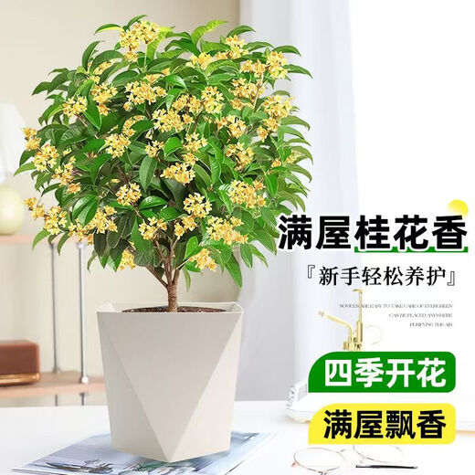 Osmanthus potted saplings, indoor living room, four-season osmanthus blooming plants, balcony courtyard flowers and green plants, easy to feed, special large pot, four-season osmanthus + blue ceramic pot to attract wealth and treasures