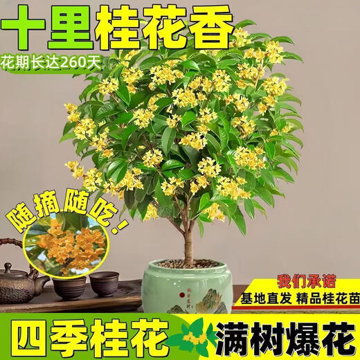 Osmanthus potted saplings, indoor living room, four-season osmanthus blooming plants, balcony courtyard flowers and green plants, easy to feed, special large pot, four-season osmanthus + blue ceramic pot to attract wealth and treasures