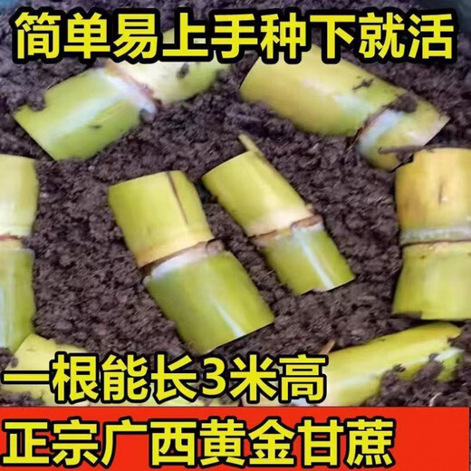Yellow-skinned golden fruit sugarcane seedlings, four-season green-skinned farmhouse high-yielding Guangxi golden crispy, thin-skinned, sweet sugarcane with buds, 20 yellow-skinned seed sections (one bud per section)