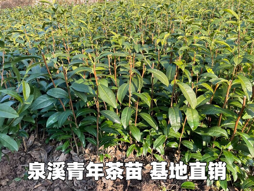 旺园兴龙井43茶苗乌牛早浙农117中茶108中黄越黄黄金芽安吉白茶绿茶叶树 中茶108茶苗100株