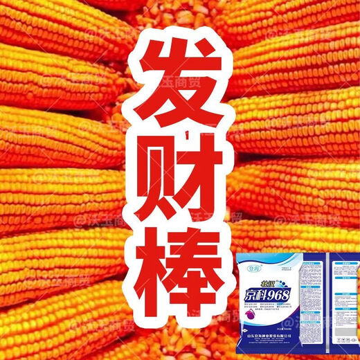 Семена кукурузы стабильноурожайные, короткостебельные, двустебельные, засухо- и переувлажненные, устойчивые к болезням и полеганию, Национальное одобрение Академии сельскохозяйственных наук, Shikoku Shenjingke 968/4000 зерна.