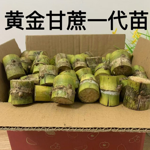 Yellow-skinned golden fruit sugarcane seedlings, four-season green-skinned farmhouse high-yielding Guangxi golden crispy, thin-skinned, sweet sugarcane with buds, 20 yellow-skinned seed sections (one bud per section)