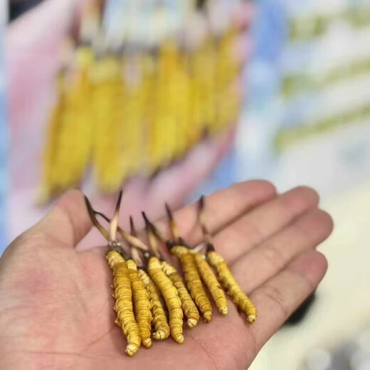 2025 Fresh Cordyceps Authentic First Phase Fresh Cordyceps 1.2g/root Authentic fresh grass free gift supplement 1.2g/root above frozen preservation 10 fresh cordyceps