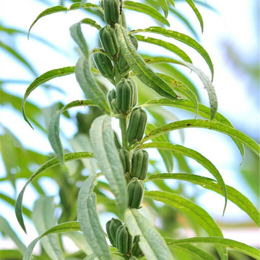 高油2号白芝麻种子稳产高油芝麻种子耐旱杂粮种子大田种植 200克/袋